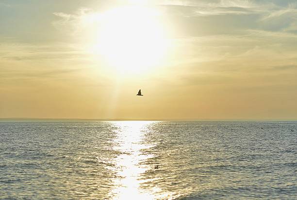 istock Seagulls flying at sunset over the Baltic Sea 2236558026