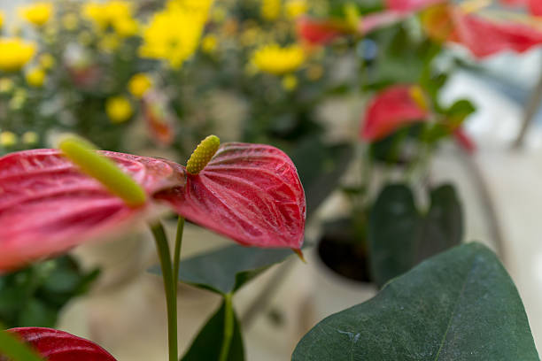 istock Red Anthurium Close-up — Tropical Vibrant Background 2236558037