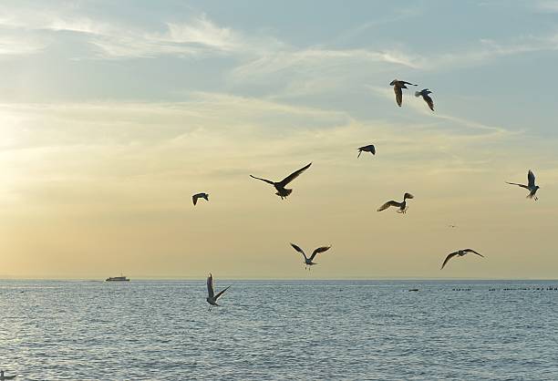 istock Seagulls flying at sunset over the Baltic Sea 2236558056