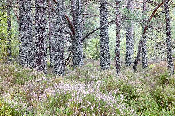 Pastel Colours of Autumn in a forest, Scottish Highlands UK