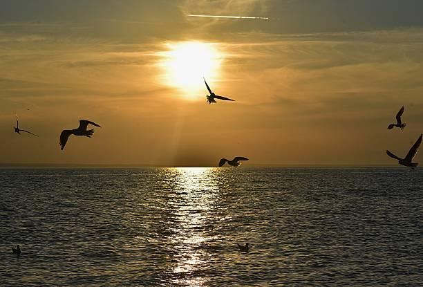 istock Seagulls flying at sunset over the Baltic Sea 2236559136