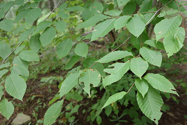 istock Leaves of Japanese beech (Fagus crenata var. multinervis, Inubuna) in summer. 2236561071
