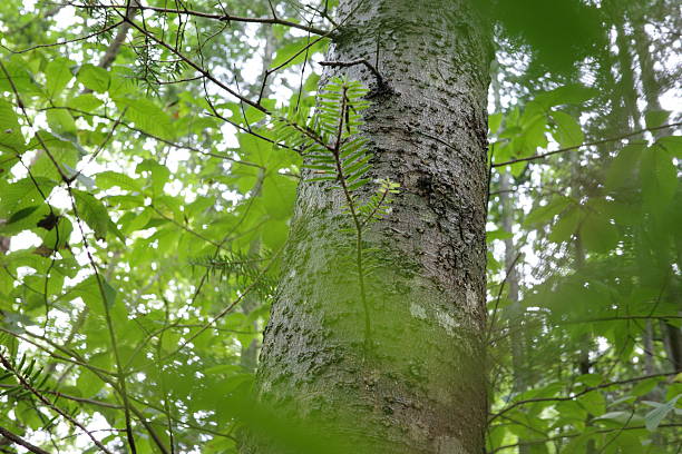 istock Rugged trunk of the fir tree (Abies firma, Momi). 2236561152