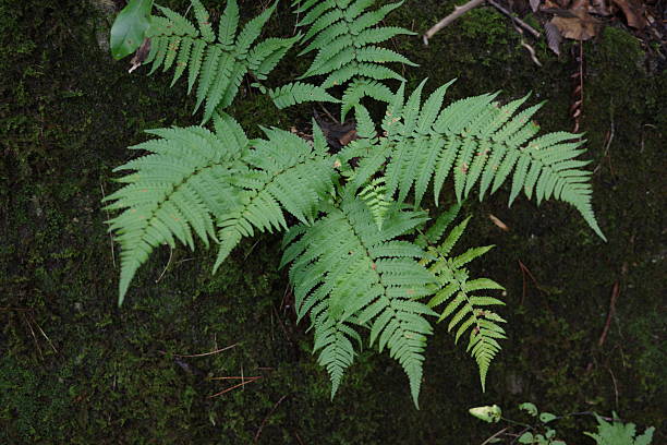istock A fern (Dryopteris crassirhizoma) growing in the forest. 2236561192