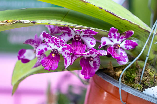Orchid flowers in nature garden .