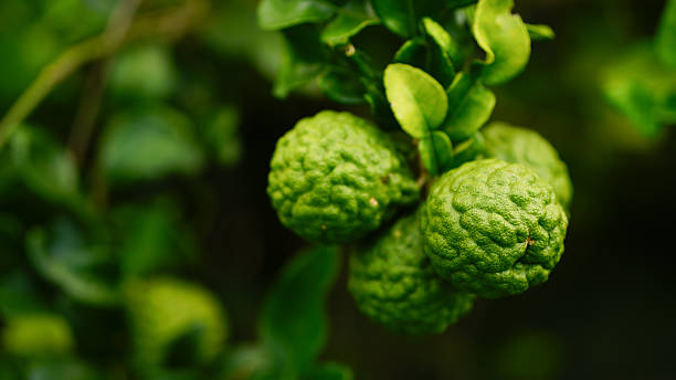 istock Kaffir lime, Leech Lime Citrus hystrix DC Scientific name rough skin green vegetable on tree in garden nature background 2236564743