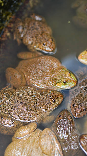 istock Frog farming on large farms 2236564830