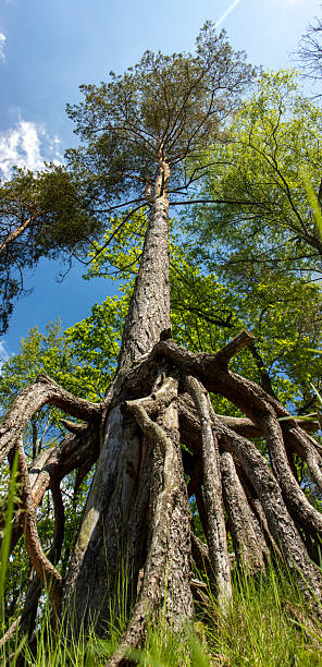 The exposed roots of Scots Pine (Pinus sylvestris) at forest.