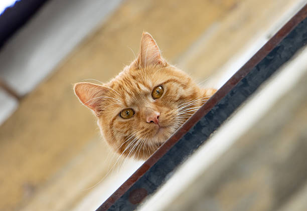 A ginger cat sits at open window and looks to the camera.