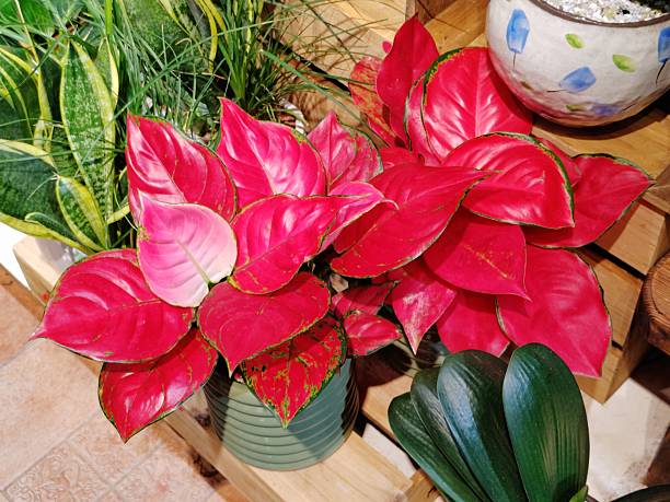 istock Aglaonema 'Lady Valentine' 2236565133