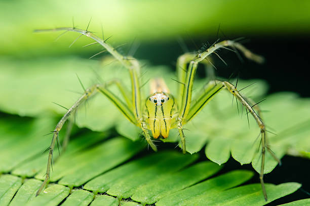 Green lynx spider with spiny legs standing on a bright green leaf, displaying intricate details and vibrant colors in a close-up nature shot