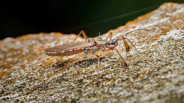 istock Assassin bug standing on a rock: reduviidae insect in natural habitat 2236567280