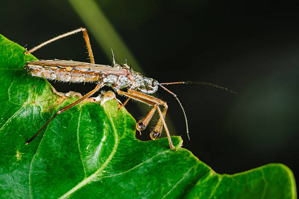 A close-up shot of an assassin bug resting on a dried flower head, showcasing its intricate details and textures.