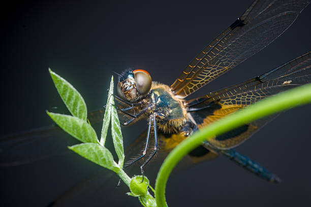 Close-up of a dragonfly with translucent wings perching on a green plant stem, showcasing its intricate details against a blurred dark background