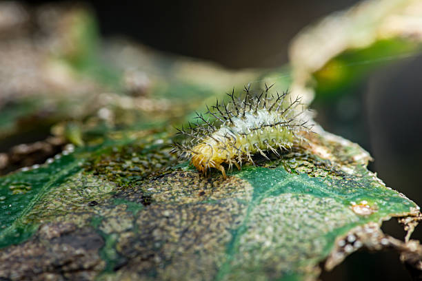 istock Spiky green caterpillar eating a damaged leaf 2236567547