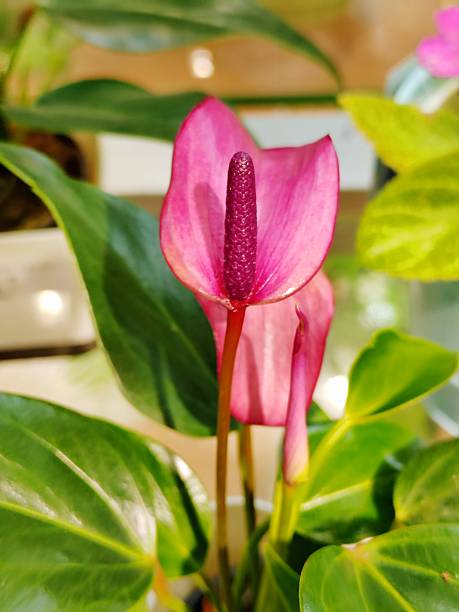 Anthurium andraeanum, Purple color