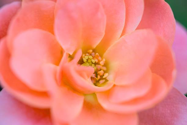 Transform your creative projects with this enchanting close-up of a soft peach-colored begonia flower in full bloom, showcasing layered velvety petals with subtle pink hues, a vibrant yellow center, and a gentle blurred green background. The serene and elegant composition evokes beauty, fragility, and natural grace, ideal for floral designs, greeting cards, wedding invitations, botanical art, or inspirational content celebrating love, gardens, and seasonal elegance!