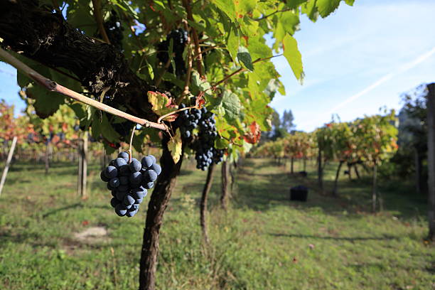 istock Rows of lush Vinhao grapevines under a clear sky during harvest season 2236568666