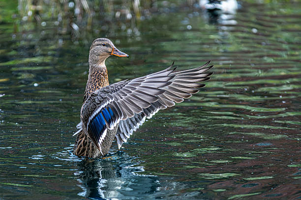 istock Mallard duck, (Anas platyrhynchos), Mallards, Canard colvert. 2236568759