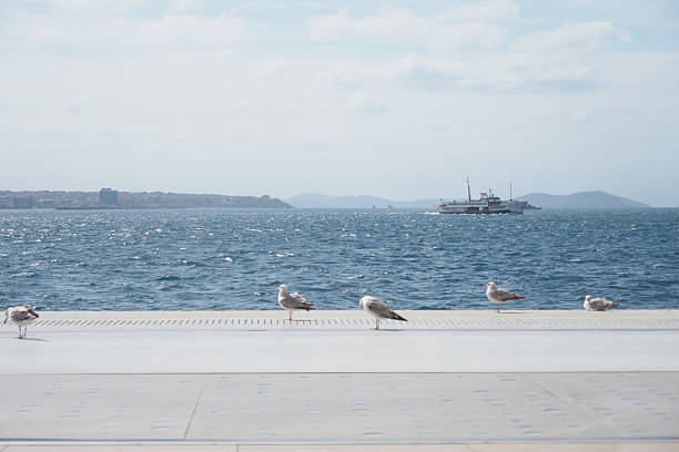 Seagulls walk along the shore while a boat sails in the distance.