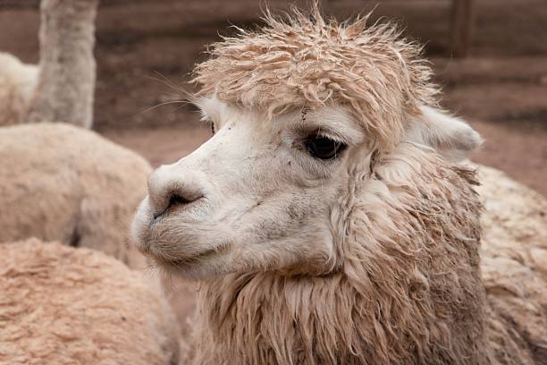 Close up of alpaca head against white background