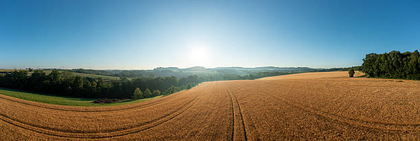 Drone panorama with golden wheat fields at a farm in Germany