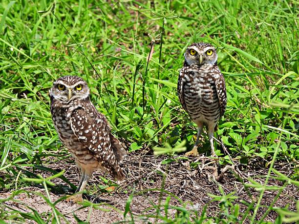 istock Burrowing Owls - (Athene cunicularia) - in an uncultivated area 2236572252