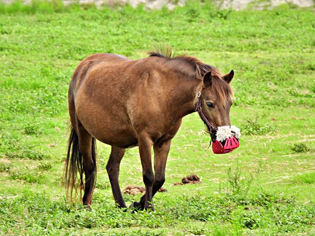 Using a Grazing Muzzle means that feed intake may be more even throughout the day and night rather than a pattern of low intake followed by high intake and possible gorging.