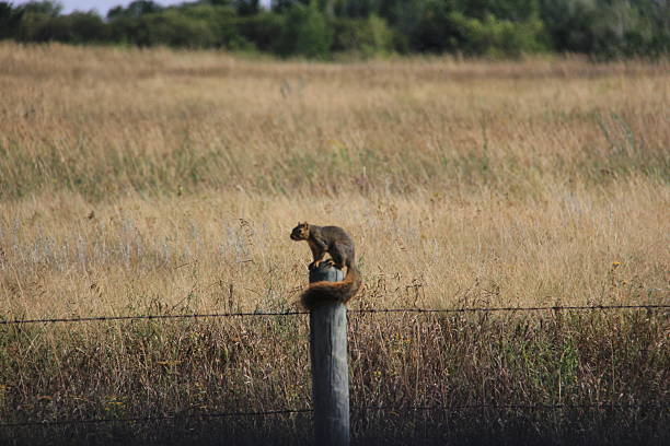istock Wildlife and birds on the prairies. 2236573090