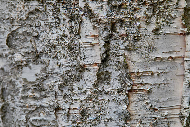 istock Close-Up Of Birch Bark Texture With Moss And Peeling White Bark On Tree Surface 2236574781