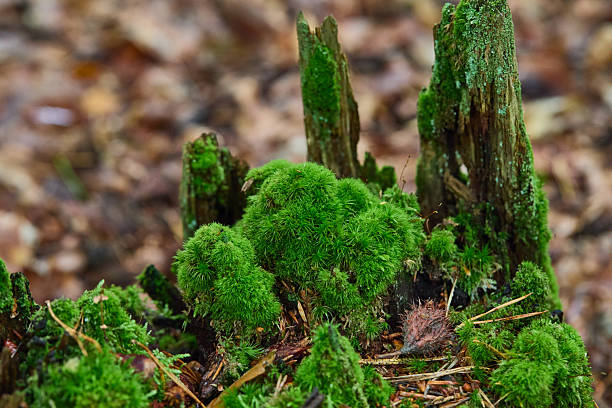 Vibrant green moss blankets a decayed stump in a damp forest floor, creating a lush, natural scene. Fresh, earthy textures evoke growth, renewal, and the quiet beauty of woodland decay.