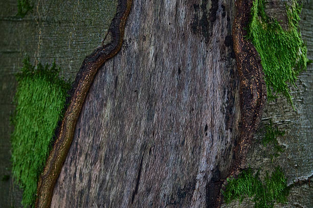 istock Closeup Of Weathered Tree Trunk With Bright Green Moss And Rugged Bark Texture 2236574902
