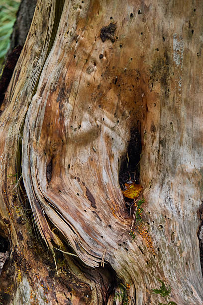 istock Weathered Tree Trunk With Hollow Gap and Autumn Leaf Close-Up Natural Texture 2236575033