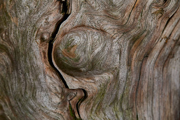 Close-up of weathered tree bark showing swirling grain, knots, and crevices. Rich earthy tones and organic texture highlight nature's patterns and the beauty of wood.