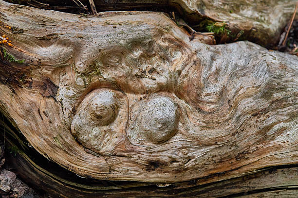Close-up of a weathered tree log showing swirling grain, knots, and natural textures. Ideal for nature, rustic, and wood-themed stock imagery conveying age, resilience, and organic patterns.