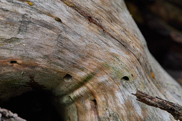 Close-Up Of Weathered Tree Trunk With Holes And Textured Bark In Forest Setting