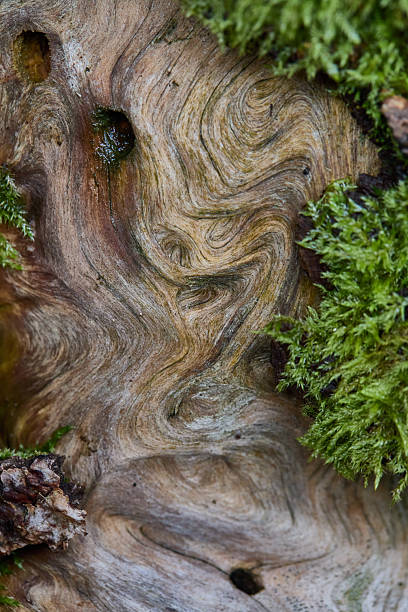 Close-up of a gnarled tree trunk showing swirling grain patterns, mossy greens, and weathered wood. A natural, tactile scene highlighting texture, age, and organic forest detail.