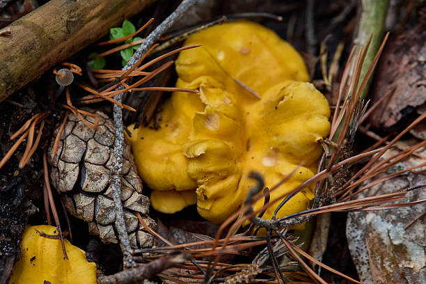 Natural wonders of macro photography