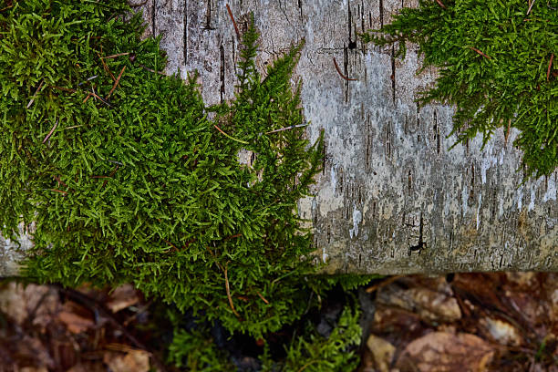 Macro image capturing vibrant green moss clinging to a weathered birch log in a woodland scene. Rich textures, natural colors, and a sense of quiet nature and growth in the forest.