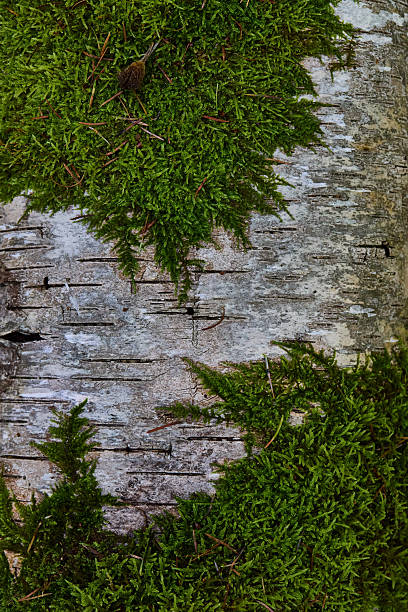 istock Lush Green Moss Clings To Weathered Birch Bark, Creating Rich Forest Texture And Calm Natural Atmosphere 2236575579