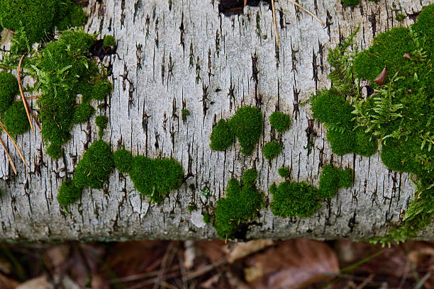A weathered birch log covered in vibrant green moss forms natural heart shapes, creating a soft, earthy composition perfect for nature, growth, and outdoor ambiance themes.