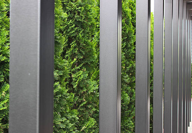istock Square Metal Roof Posts Separate Veranda Area From Tall Thuja Hedge 2236577238