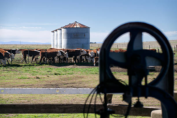 Hereford cattle grazing in a pasture with three metal silos under a blue sky