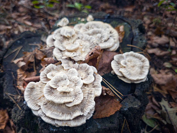 Group of Trametes hirsuta, hairy bracket fungus, growing on a tree stump in woodland among autumn leaves. Natural ecological concept of forest decay, biodiversity and organic textures.