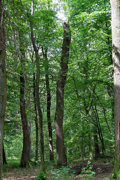 istock Trees with tall trunks in a dense forest create a green wall. This is a harmonious summer landscape that demonstrates the grandeur and richness of nature. 2236579520