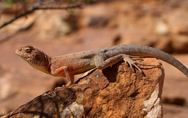 istock Lizard sunbathing on a red rock, lateral view of Slater's Ring-tailed Dragon (Ctenophorus slateri), Red Centre of Australia, Northern Territory 2236580499