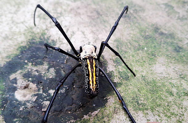 istock Delicate Daddy Long-legs Spider with long, thin legs and small body, commonly found in homes, feeds on insects and pests. 2236582070