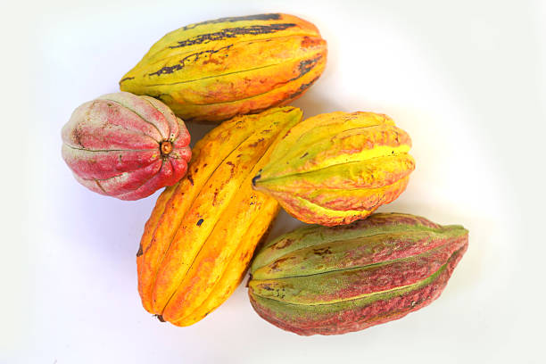 Yellow and green, red cocoa fruit isolated on white background.