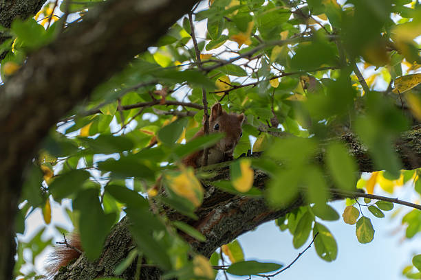 istock A squirrel looks straight at the camera with wide eyes. 2236582584