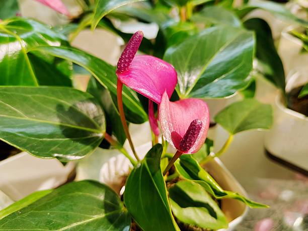 Anthurium andraeanum, Purple color
